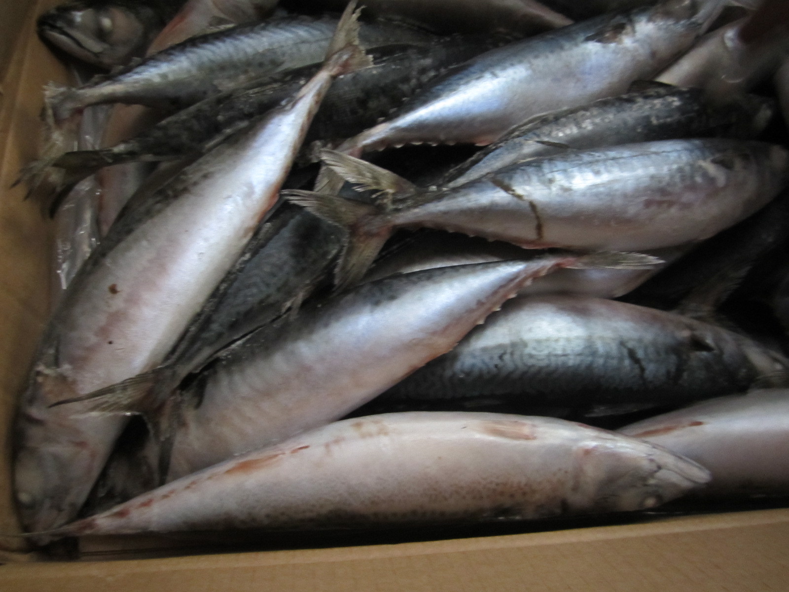 船冻青占鱼 解锁深海鲜味的冷冻水产品新选择