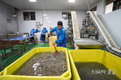 唐山滦南 冷冻对虾加工忙，水产品冷链产业兴