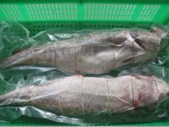 供应冷冻马加鱼与鳕鱼批发 粗加工水产品的市场机遇与价值