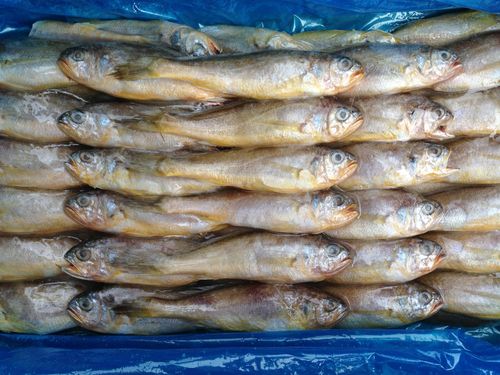 畅销供应山东冷冻野生小黄花鱼冷冻粗加工水产品散装直销酒店批发